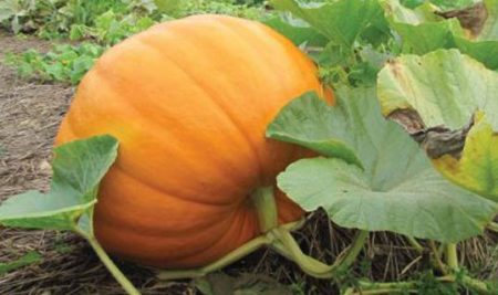 کــدو، غذا-دارویی شگفت انگیز از دل پاییز